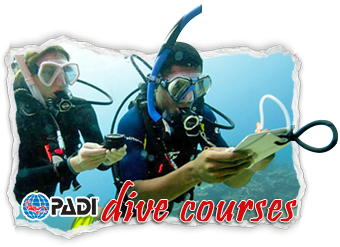 Dive Courses