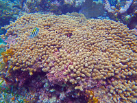 Belize-Barrier-Reef-Corals