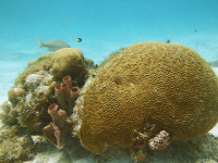 Snorkeling Brain Coral