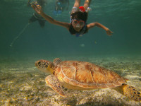 Snorkeling Sea turtle