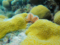 Snorkeling Christmas Tree