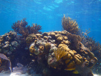 Corals-in-Belize