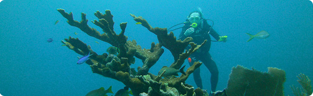 Diving with belizemagicaladventures.com