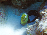 Snorkeling Green Moray