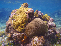 Hol Chan Corals