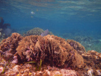 Snorkeling Lettuce Coral
