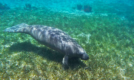 Manatee