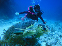 belizemagicaladventures.com