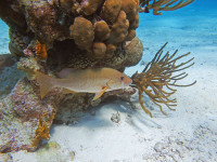 Snorkeling Belize