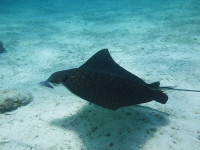 Snorkeling Eagle Ray