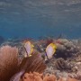 BelizeMagical Snorkel0001