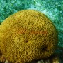 BelizeMagical Snorkel0002