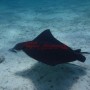 BelizeMagical Snorkel0004