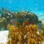 BelizeMagical Snorkel0005