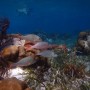 BelizeMagical Snorkel0006