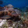 BelizeMagical Snorkel0007