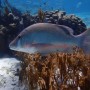 BelizeMagical Snorkel0008