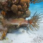 BelizeMagical Snorkel0009