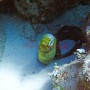BelizeMagical Snorkel0010