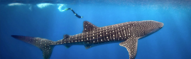 Whale Shark