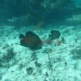 Bj Dive In Esmaralda 001