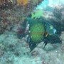 Bj Dive In Esmaralda 002