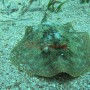 Bj Dive In Esmaralda 005