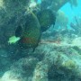 Bj Dive In Esmaralda 006