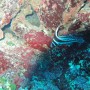 Bj Dive In Esmaralda 021