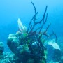 Bj Dive In Esmaralda 062