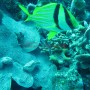 Bj Dive In Esmaralda 070