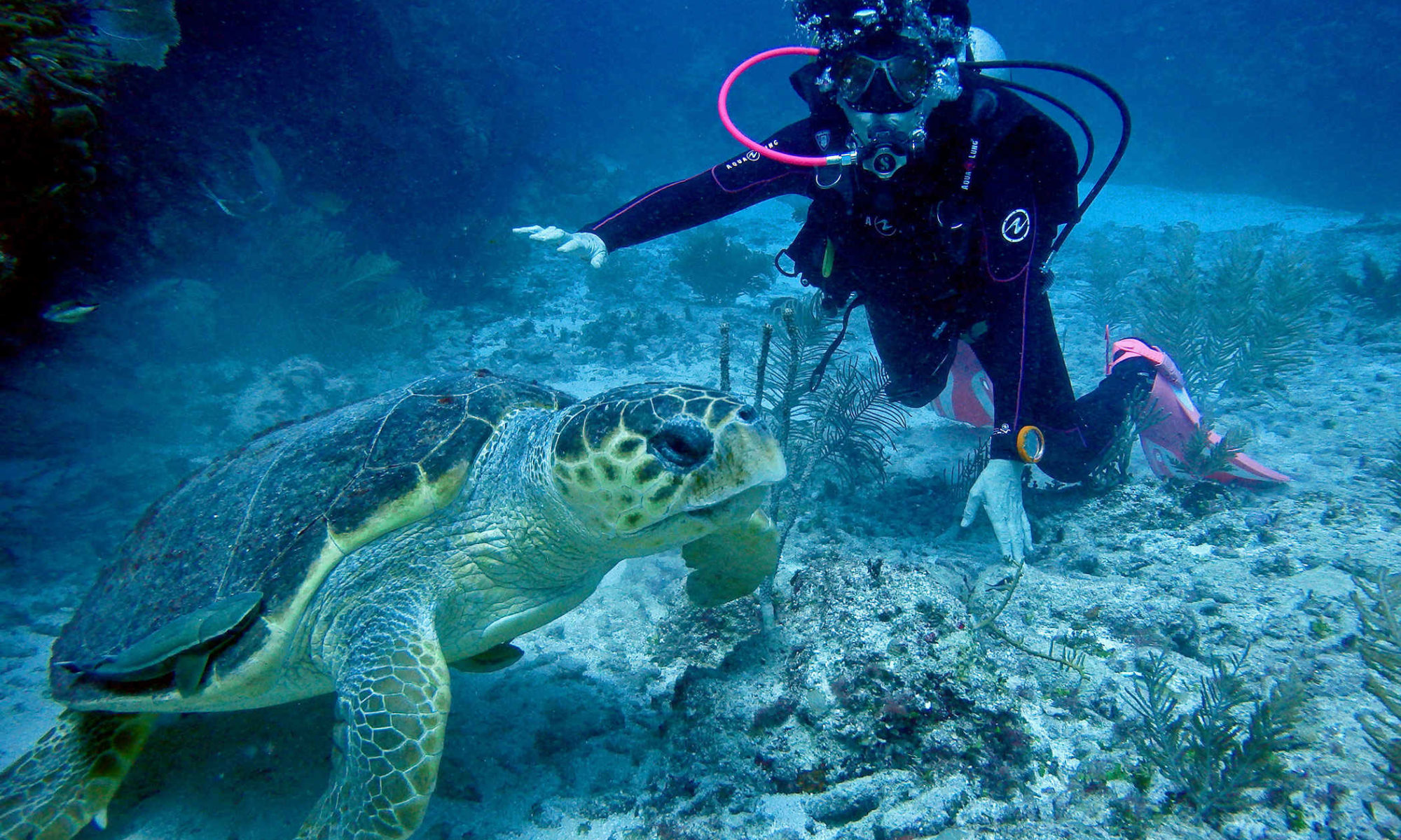 belize dive excursions